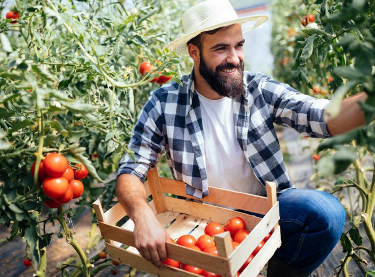 Journée de la tomate - Green Mat